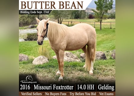 Missouri Fox Trotter, Wałach, 10 lat, 142 cm, Izabelowata