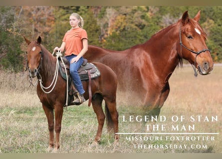 Missouri Fox Trotter, Wałach, 12 lat, 147 cm, Ciemnokasztanowata