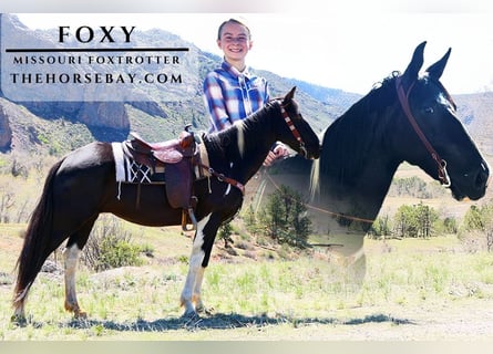 Missouri Fox Trotter, Wałach, 12 lat, 157 cm, Tobiano wszelkich maści