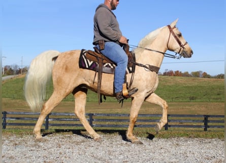 Missouri Fox Trotter, Wałach, 12 lat, 163 cm, Izabelowata