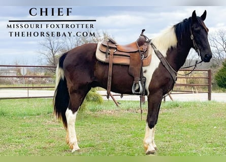 Missouri Fox Trotter, Wałach, 12 lat, Gniada