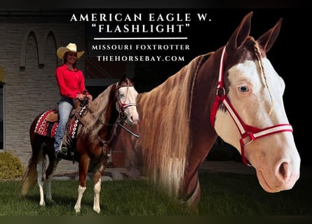 Missouri Fox Trotter, Wałach, 5 lat, 145 cm, Sabino