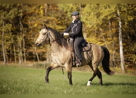 Missouri Fox Trotter, Wałach, 5 lat, 153 cm, Bułana