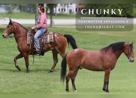Missouri Fox Trotter, Wałach, 7 lat, 142 cm, Ciemnokasztanowata