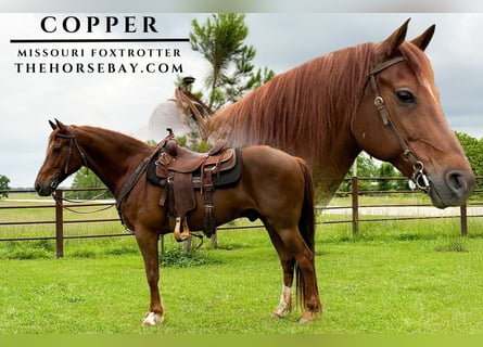 Missouri Fox Trotter, Wałach, 8 lat, 155 cm, Cisawa
