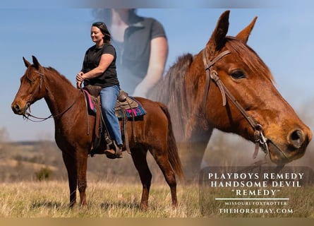 Missouri Fox Trotter, Wałach, 9 lat, 157 cm, Ciemnokasztanowata