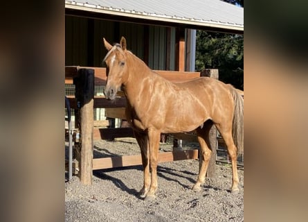 Missouri Fox Trotter, Wałach, 12 lat