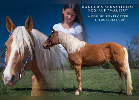 Missouri Foxtrotter, Castrone, 10 Anni, 150 cm, Palomino