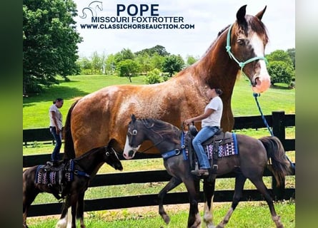 Missouri Foxtrotter, Castrone, 10 Anni, 152 cm, Morello