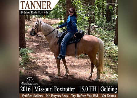 Missouri Foxtrotter, Castrone, 10 Anni, 152 cm, Palomino