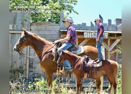 Missouri Foxtrotter, Castrone, 12 Anni, 152 cm, Sauro ciliegia