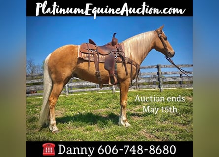 Missouri Foxtrotter, Castrone, 13 Anni, 150 cm, Palomino