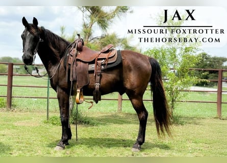 Missouri Foxtrotter, Castrone, 14 Anni, 147 cm, Morello