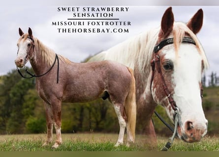 Missouri Foxtrotter, Castrone, 6 Anni, 152 cm, Roano rosso