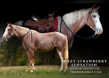 Missouri Foxtrotter, Castrone, 6 Anni, 152 cm, Sabino