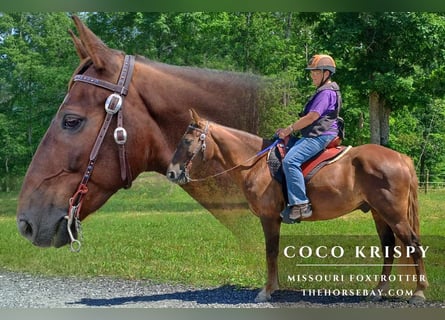 Missouri Foxtrotter, Gelding, 10 years, 15 hh, Brown