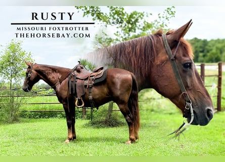 Missouri Foxtrotter, Gelding, 10 years, 15 hh, Chestnut