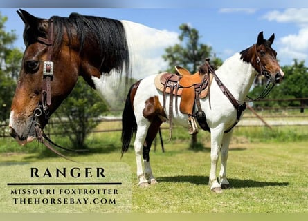 Missouri Foxtrotter, Gelding, 10 years, 15,1 hh, Tobiano-all-colors