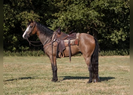 Missouri Foxtrotter, Gelding, 11 years, 15 hh, Bay