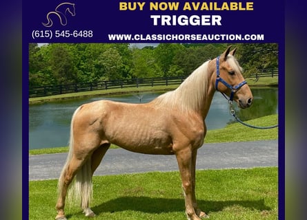 Missouri Foxtrotter, Gelding, 11 years, 15 hh, Palomino