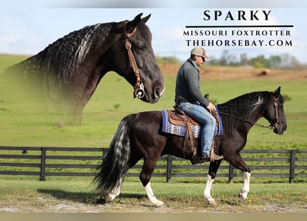 Missouri Foxtrotter, Gelding, 12 years, 14.2 hh, Black