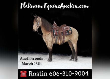 Missouri Foxtrotter, Gelding, 13 years, 15 hh, Buckskin