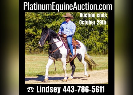Missouri Foxtrotter, Gelding, 13 years, 15 hh, Tobiano-all-colors