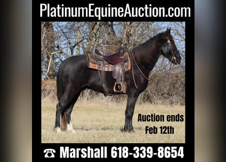 Missouri Foxtrotter, Gelding, 14 years, 15,2 hh, Black