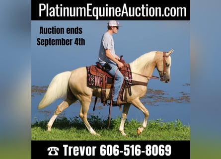 Missouri Foxtrotter, Gelding, 14 years, 15 hh, Palomino