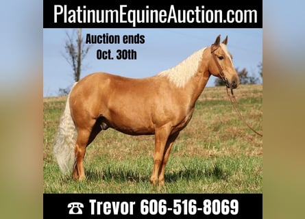Missouri Foxtrotter, Gelding, 14 years, 15,1 hh, Palomino