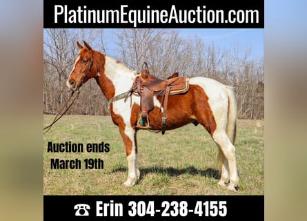 Missouri Foxtrotter, Gelding, 14 years, 15,1 hh, Tobiano-all-colors