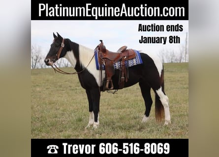 Missouri Foxtrotter, Gelding, 14 years, 15,1 hh, Tobiano-all-colors