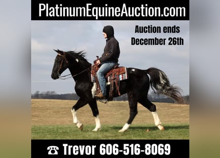 Missouri Foxtrotter, Gelding, 14 years, 15,1 hh, Tobiano-all-colors