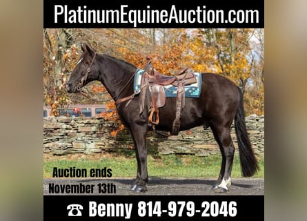 Missouri Foxtrotter, Gelding, 16 years, 14,3 hh, Black