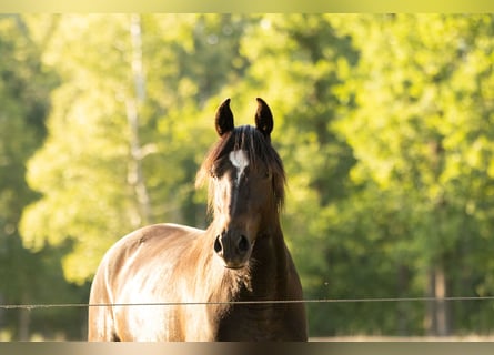 Missouri Foxtrotter Mix, Gelding, 3 years, 15,2 hh