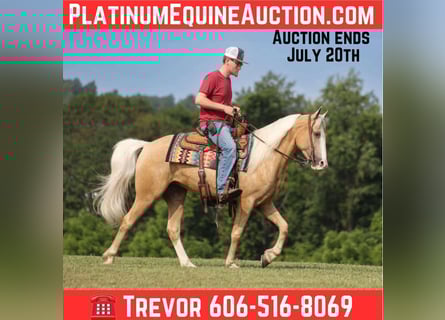 Missouri Foxtrotter, Gelding, 4 years, 14,3 hh, Palomino