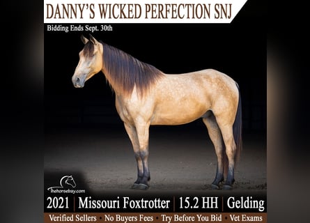 Missouri Foxtrotter, Gelding, 5 years, 15.1 hh, Buckskin