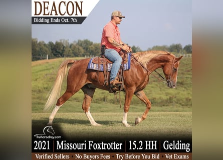 Missouri Foxtrotter, Gelding, 5 years, 15.2 hh, Sorrel