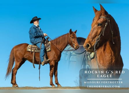 Missouri Foxtrotter, Gelding, 5 years, 15,1 hh, Sorrel