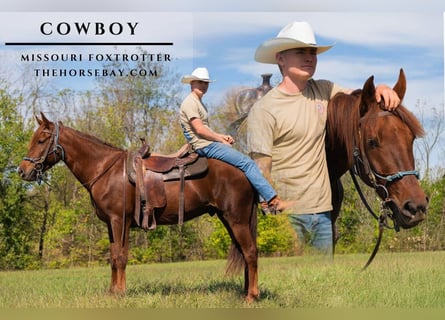 Missouri Foxtrotter, Gelding, 5 years, 15,3 hh, Chestnut