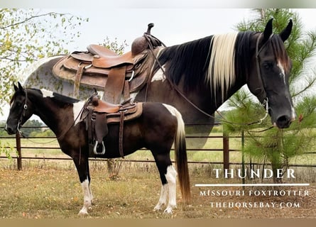 Missouri Foxtrotter, Gelding, 6 years, 15,1 hh, Tobiano-all-colors
