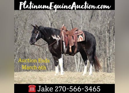 Missouri Foxtrotter, Gelding, 6 years, Tobiano-all-colors