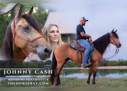 Missouri Foxtrotter, Gelding, 7 years, 14.3 hh, Buckskin