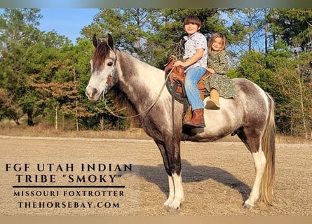 Missouri Foxtrotter, Gelding, 7 years, 14 hh, Tobiano-all-colors