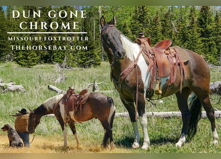 Missouri Foxtrotter, Gelding, 7 years, 15,1 hh, Grullo