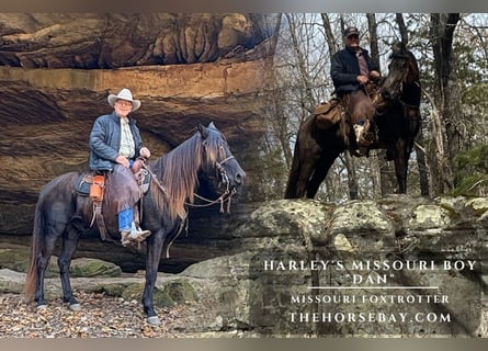 Missouri Foxtrotter, Gelding, 7 years, 15,3 hh, Black