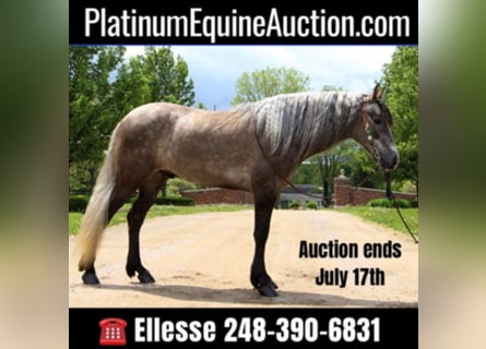 Missouri Foxtrotter, Gelding, 8 years, 14,2 hh, Bay