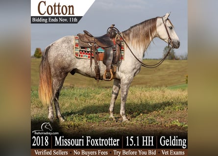 Missouri Foxtrotter, Gelding, 8 years, 15 hh, Grey-Dapple