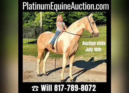 Missouri Foxtrotter, Gelding, 9 years, 16.2 hh, Tobiano-all-colors