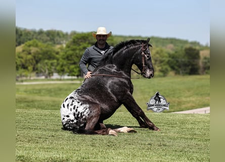Missouri Foxtrotter, Gelding, 9 years, Black